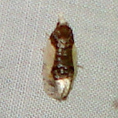 3796 Contrasting Henricus Moth yard 5-29-11