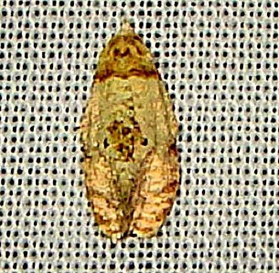 3801 Henricus umbrabasana Anita's yard Orinda Calif 8-31-11