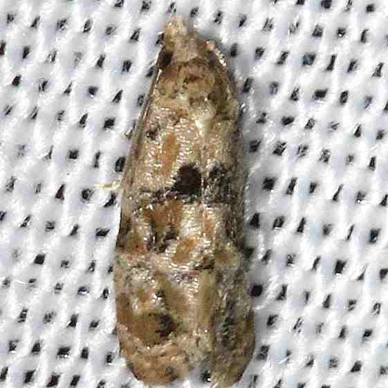 3803 Chrysanthemum Flower Borer Moth Hidden Lake Everglades Natl Pk 3-9-13