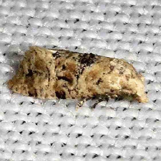 3803 Chrysanthemum Flower Borer Moth Mahogany Hammock Everglades Natl Pk 3-10-13