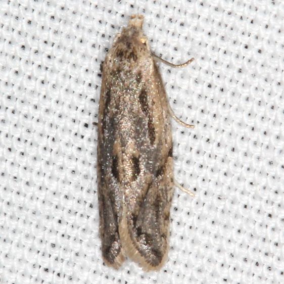 3807-Aethes-angulatana-Collier-Seminole-St-Pk-Fl-3-18-25-28