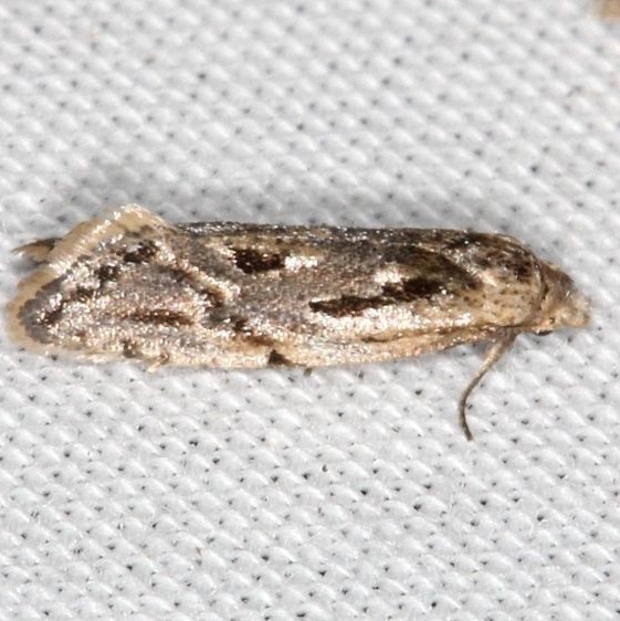 3807-Aethes-angulatana-Collier-Seminole-St-Pk-Fl-3-18-25-29