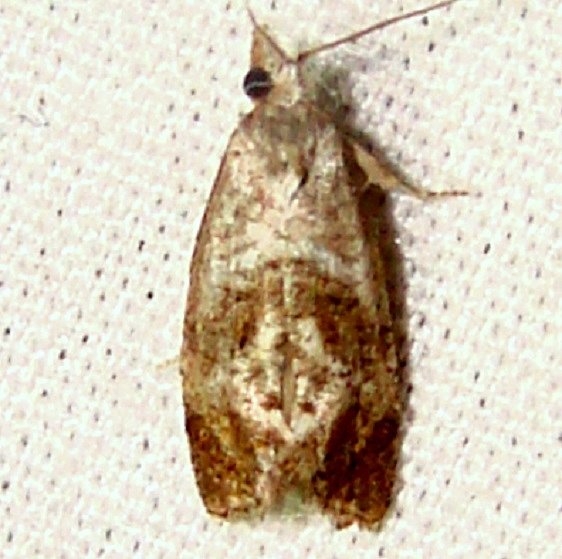 3807 Phalonidia lepidana yard 4-30-12