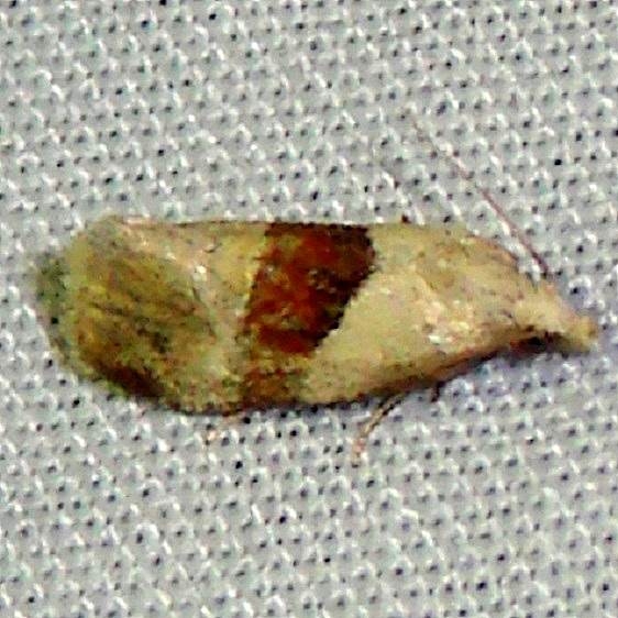 3807 Phalonidia lepidana yard 7-15-11