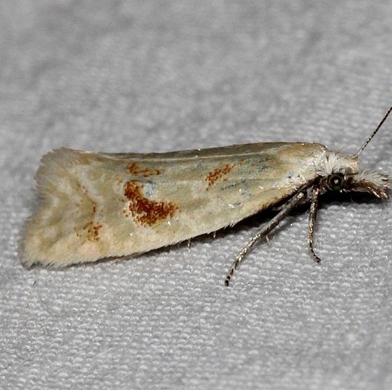 3811 Phtheochroa aureoalbida Rocky Mtn Natl Pk Colorado 6-24-17 (8)_opt