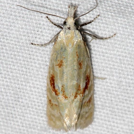 3811 Phtheochroa aureoalbida Rocky Mtn Natl Pk Colorado 6-24-17 (9)_opt