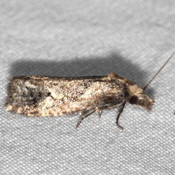 3812 Phtheochroa baracana BG yard 8-28-20