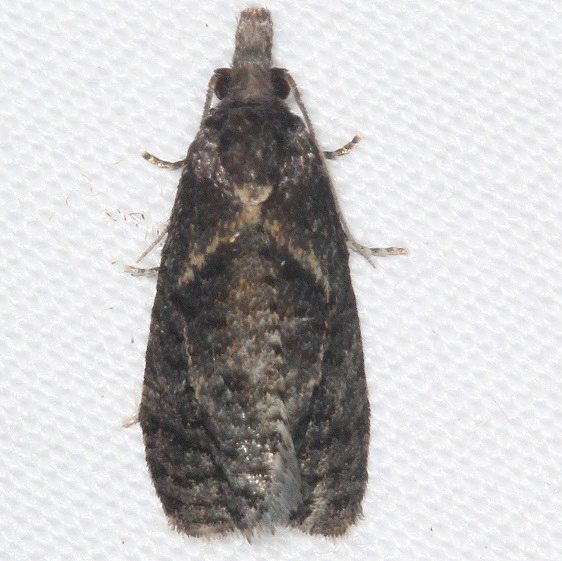 3812 Phtheochroa baracana BG yard 8-4-16