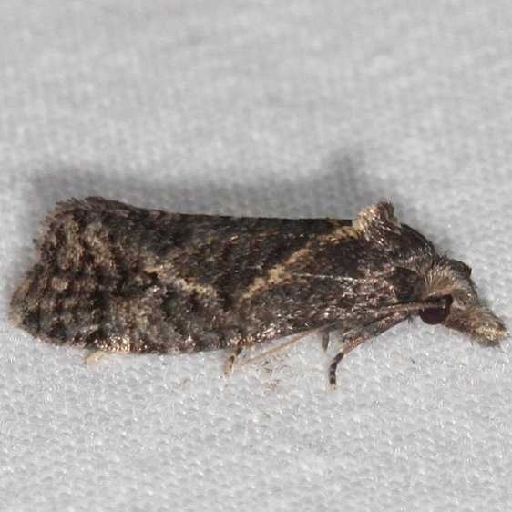 3812-Phtheochroa-baracana-BG-yard-8-4-16-4