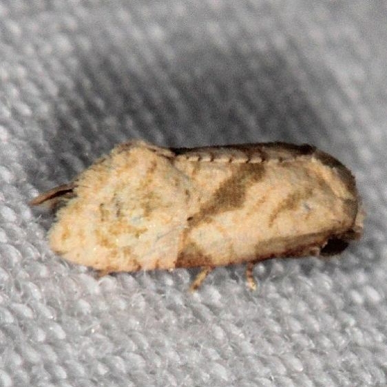 3821 Phalonidia felix Silver Springs St Pk Fl 9-23-18 (81)_opt