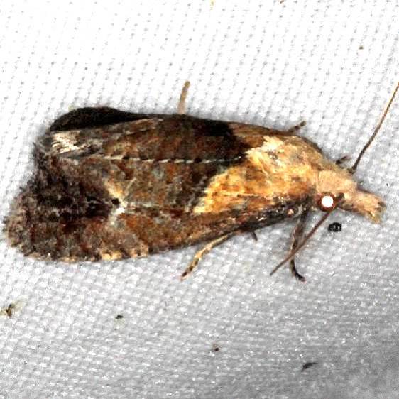 3822-Phtheochroa-riscana-Moth-BG-yard-7-23-18