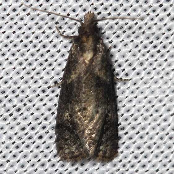 3822 Phtheochroa riscana yarda 8-11-12