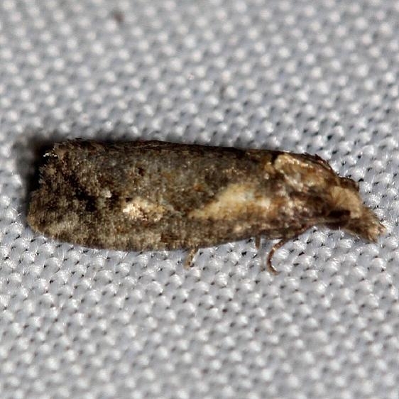3822 Phtheochroa riscana yarda 8-12-12