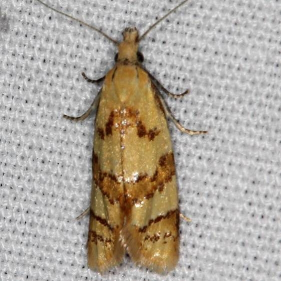 3825 Phtheochroa vitelinana Thunder Lake Mich 6-23-18 (30)_opt