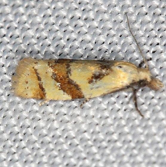 3825 Phtheochroa vitellinana Thunder Lake Mich UP 6-24-13
