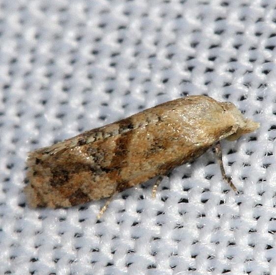3831 Platphalonidia felix Alexander Springs Ocala Natl Forest 3-18-13