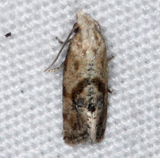 3831 Platphalonidia felix Collier-Seminole St Pk 3-6-15