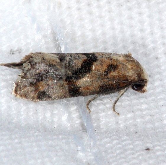 3831 Platphalonidia felix Lucky Hammock near Everglades 2-27-15