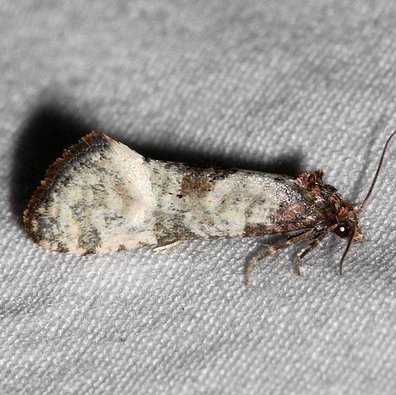 3833 Platphalonidia lavana Golden Gate canyon st Pk Colorado 6-27-17 (52)_opt