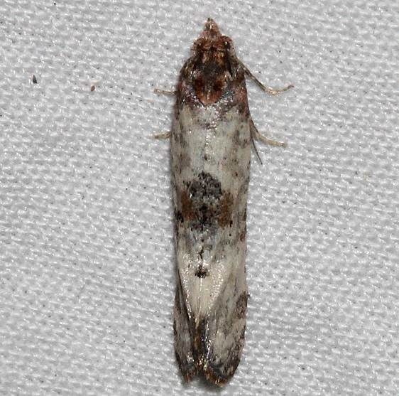3833 Platphalonidia lavana Golden Gate canyon st Pk Colorado 6-27-17 (54)_opt