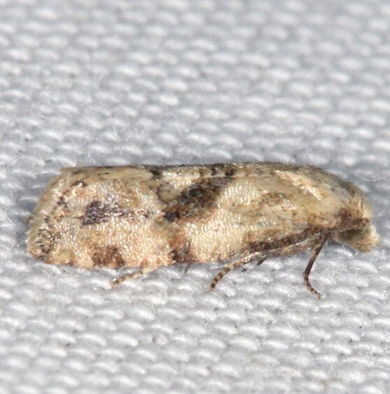 3833.1 Platphalonidia magdalenae-BG-Bear-Island-Big-Cypress-Preserve-Fl-3-7-22