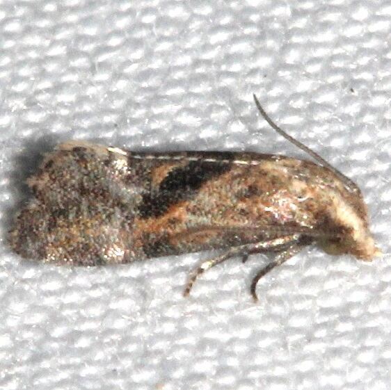 3833.1-Platphalonidia-magdalenae-BG-Collier-Seminole-St-Pk-Fl-1-10-24