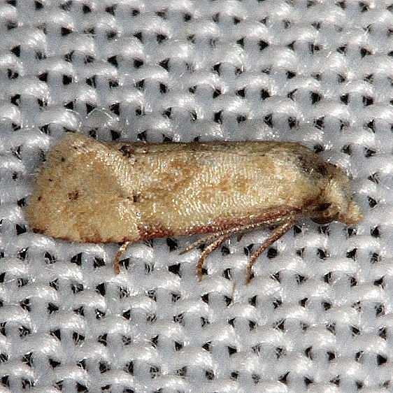 3833.1 Platphalonidia nmagdalenae BG NABA Gardens Mission Tx 11-4-13