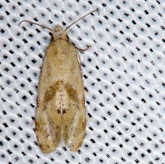 3833.1-Platphalonidia-magdalenae-BG-NABA-Gardens-Mission-Texas1-11-4-13-156_opt_opt