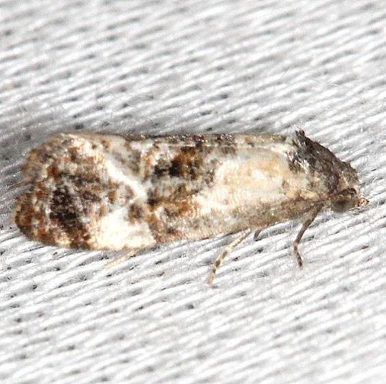 3837 Kearfott's Rolandiylis Moth yard 6-5-13