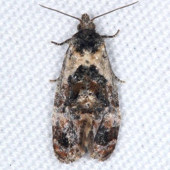 3837 Kearfott's Rolandylis Moth yard 6-1-16 (23a)_opt