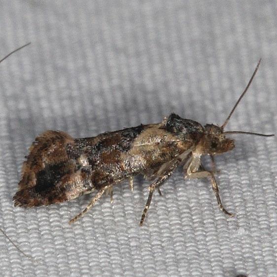3837 Kearfott's Rolandylis Moth yard 6-1-16 (24a)_opt