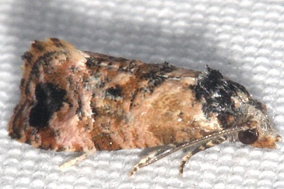 3837 Kearfotts Rolandylis Moth yard 8-24-20