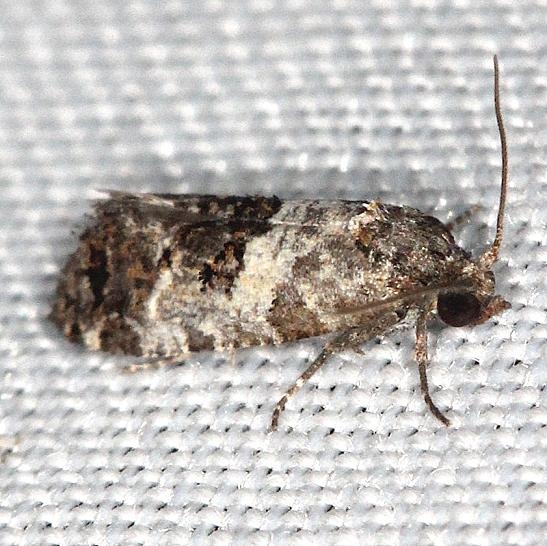 3839 Black-tipped Rudenia Moth yard 5-18-13