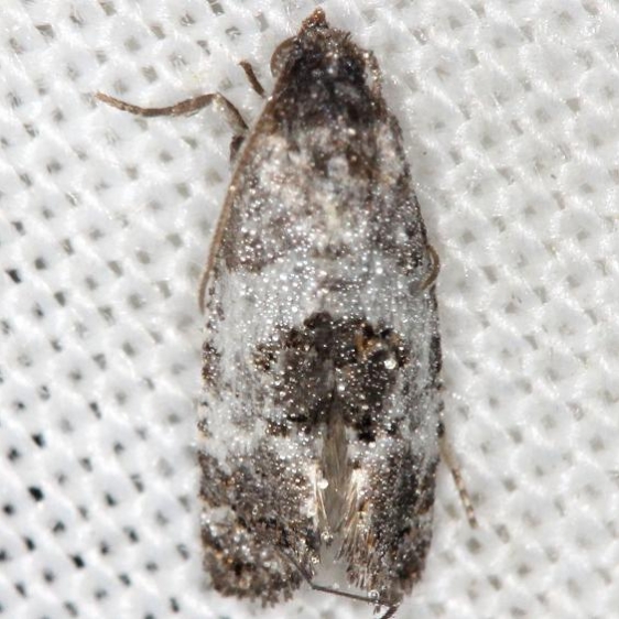 3839 Black-tipped Rudenia Moth yard 5-18-13