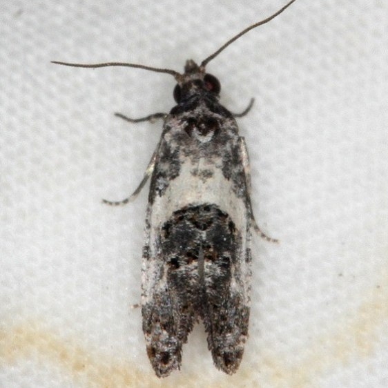 3839 Black-tipped Rudenia Moth yard 7-23-14