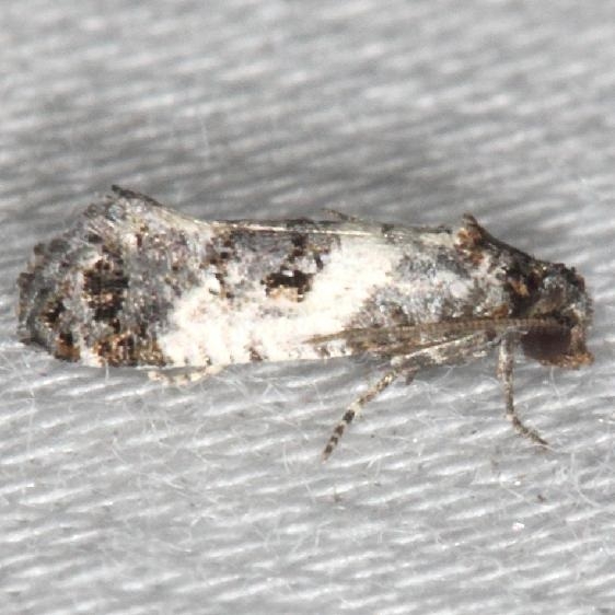 3839 Black-tipped Rudenia Moth yard 8-7-13
