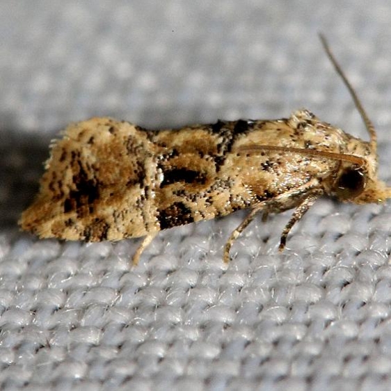 3843 Thyralia bana Lake Kissimmee St Pk Fl 2-28-13