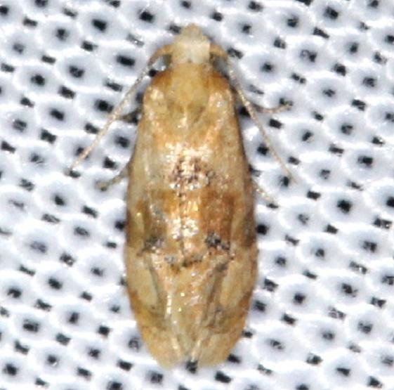 3843 Thyraylia bana yard 8-6-13