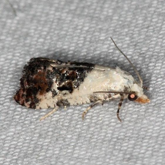 3844 Thyraylia bunteana Moth Silver Lake Cypress Glenn Fl 3-16-15