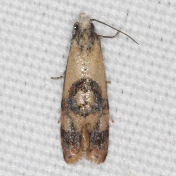 3844 Thyraylia bunteana tentative BG Campsite 119 Falcon St Pk Texas 10-25-16 (1)_opt