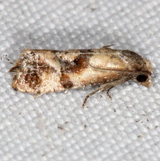 3844 Thyraylia bunteana tentative BG Campsite 119 Falcon St Pk Texas 10-25-16_opt