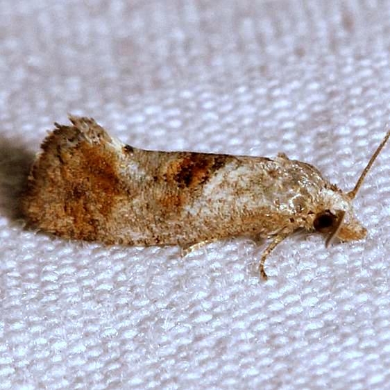 3844 Thyraylia bunteana Moth yard 4-30-12