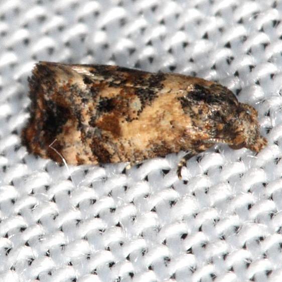 3845 Thyraylia discana yard 8-16-16