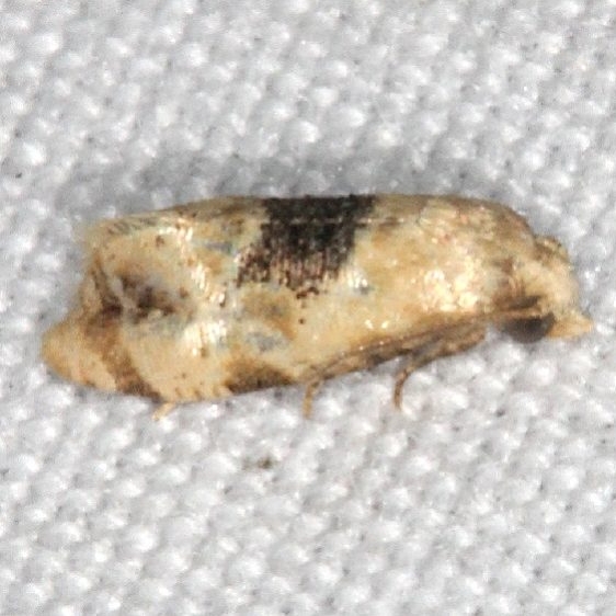 3847 Holland's Cochylid Moth Burr Oak Cove Wayne Natl Forest Oh 8-3-18 (11)_opt