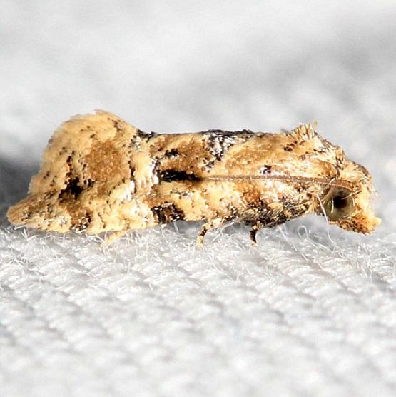 3847 Holland's Cochylid Moth Lake Kissimmee St Pk Fl 2-26-13