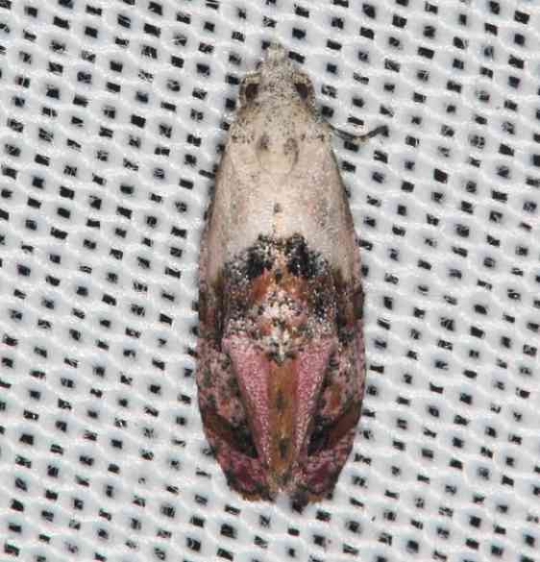 3847 Holland's Cochylid Moth Lake of the Woods Ontario 7-21-16 (75a)_opt