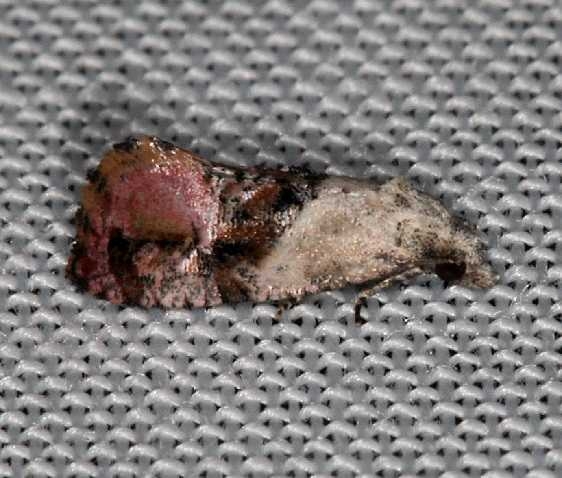 3847 Holland's Cochylid Moth Lake of the Woods Ontario 7-21-16 (77a)_opt