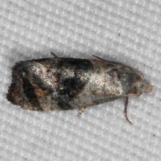 3847 Holland's Cochylid Moth tentative yard 6-6-16 (2)_opt