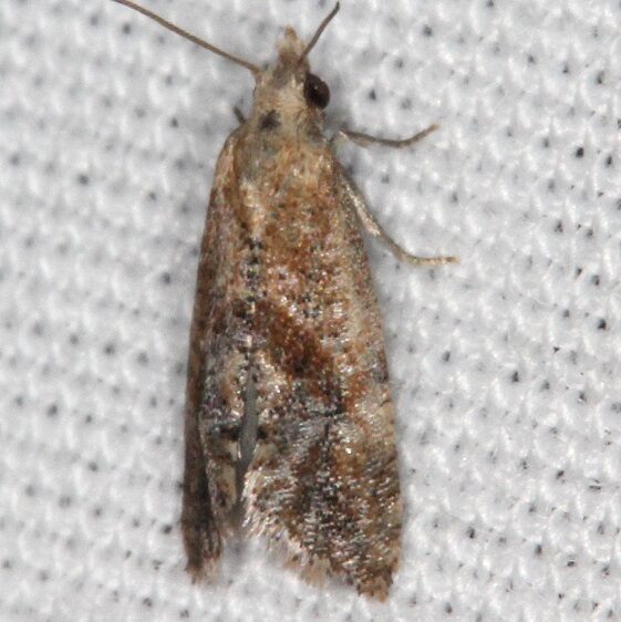 3847.97 Unidentified Thyraylia-BG-Collier-Seminole St Pk Fl 3-7-22