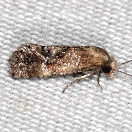 3847.97-Unidentified-Thyraylia-BG-Collier-Seminole-St-Pk-Fl-3-7-22-2